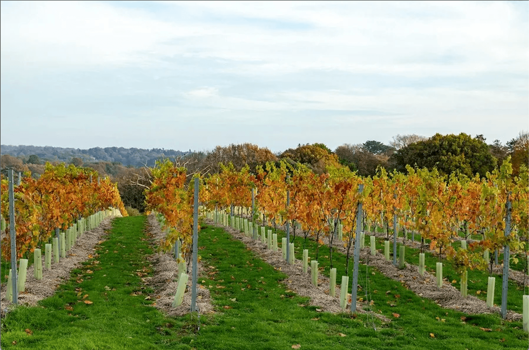 Vineyard Disease Management: Expert Forum Discussion