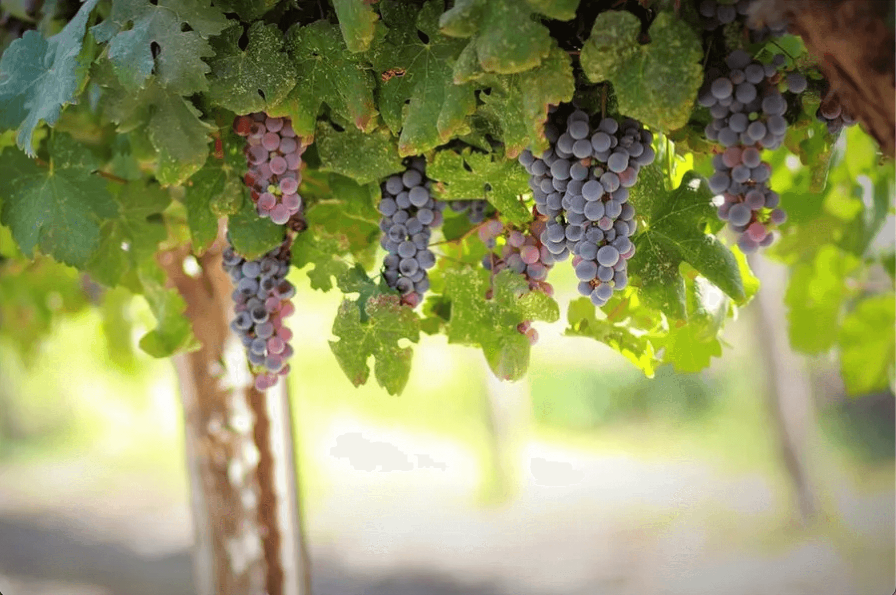 Vineyard Sprayer Best Practices: Expert Forum Discussion