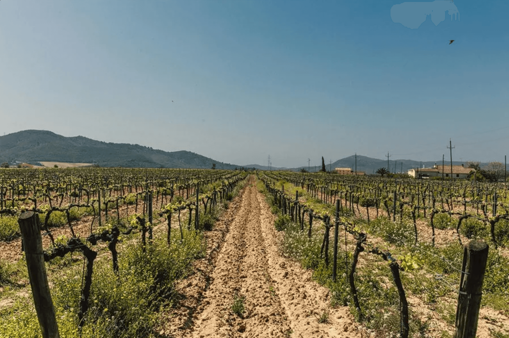 Vineyard Floor and Weed Management: Expert Forum Discussion