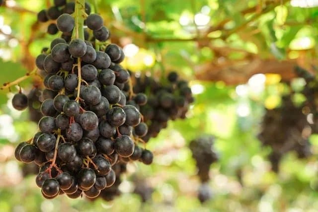 Grape Juice and Wine Laboratory Analysis Workshop