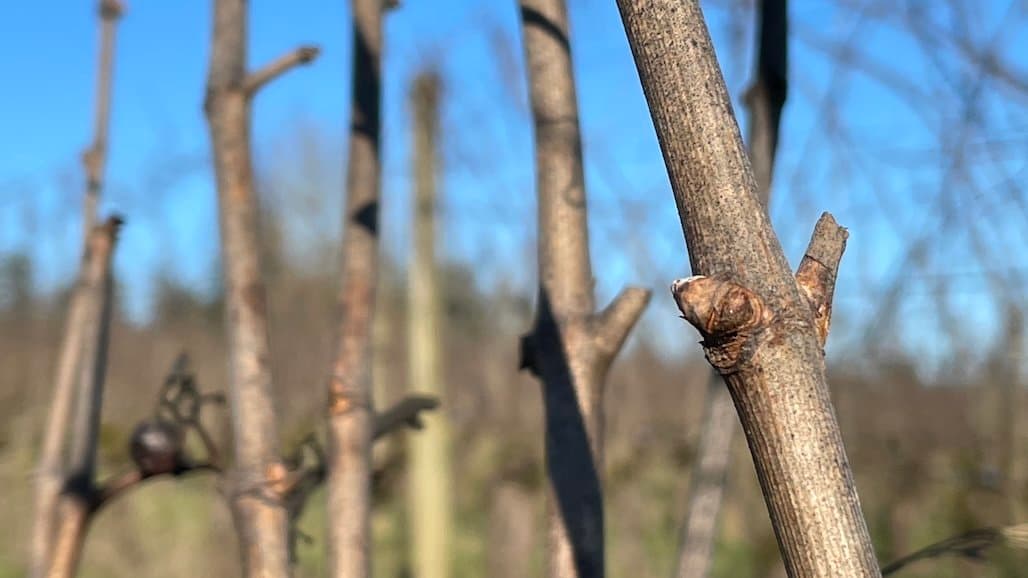 Determining Cold-Injury to Grape Buds with Dean Volenberg
