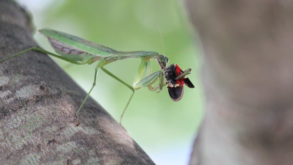 Insect Predators May Serve as Allies in Spotted Lanternfly Battle