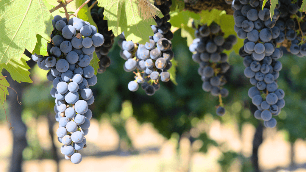 Final 2024 California Grape Crush, Not Quite as Small as Projected