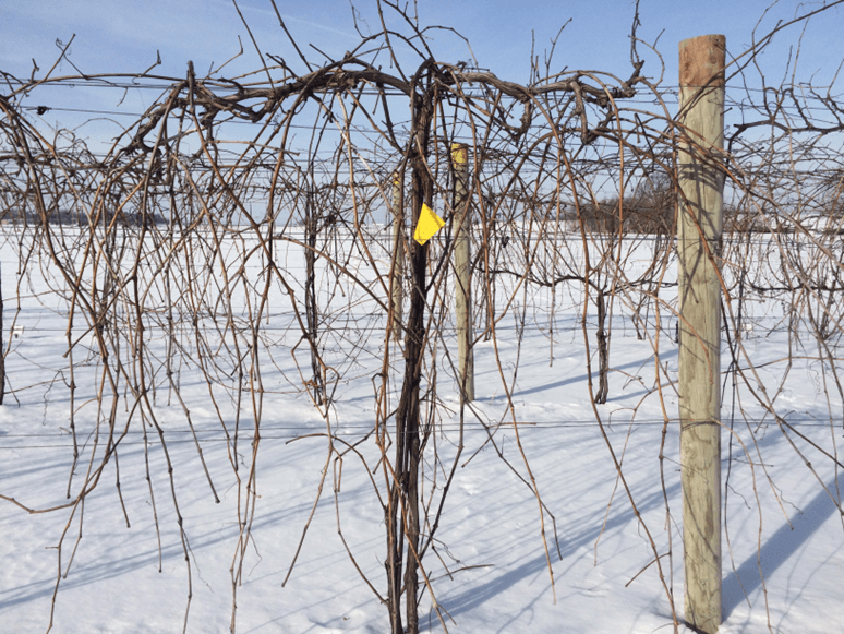 Winter Grape Pruning Workshop, Rochester MN