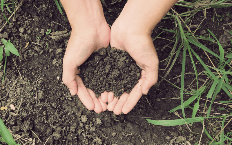 Biochar Field Day