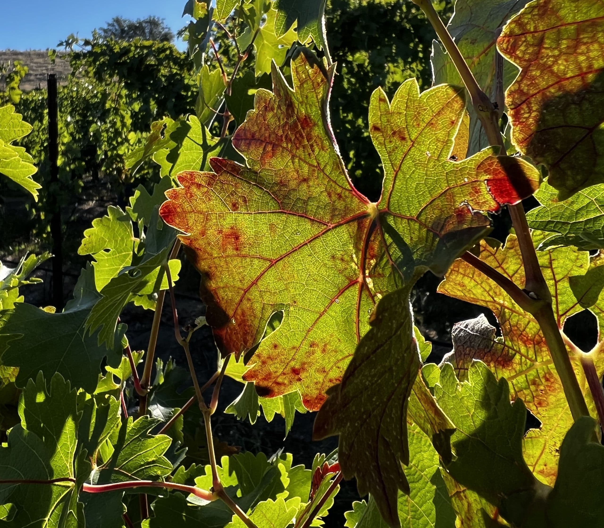 Sonoma County Vineyard Technical Group Meeting – Virus Detection