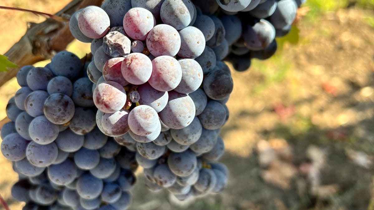 Sonoma Vineyard Technical Group Seminar: Heat Impacts on Color Development