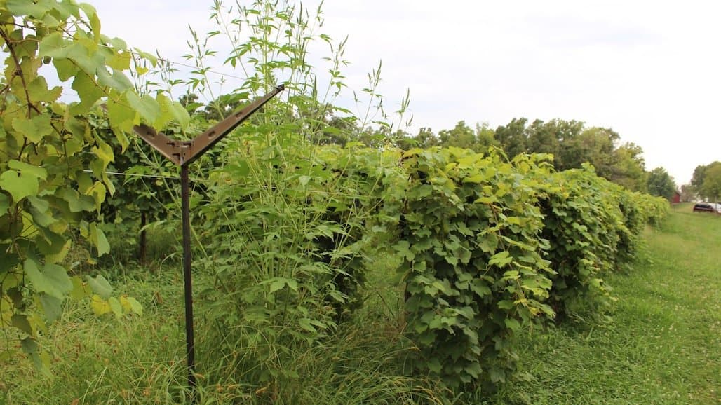 Summer Vineyard Weed Control Starts Now!