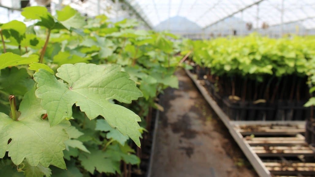 Foundation Plant Services Detects No Viruses in 2025 Distributed Grapevines