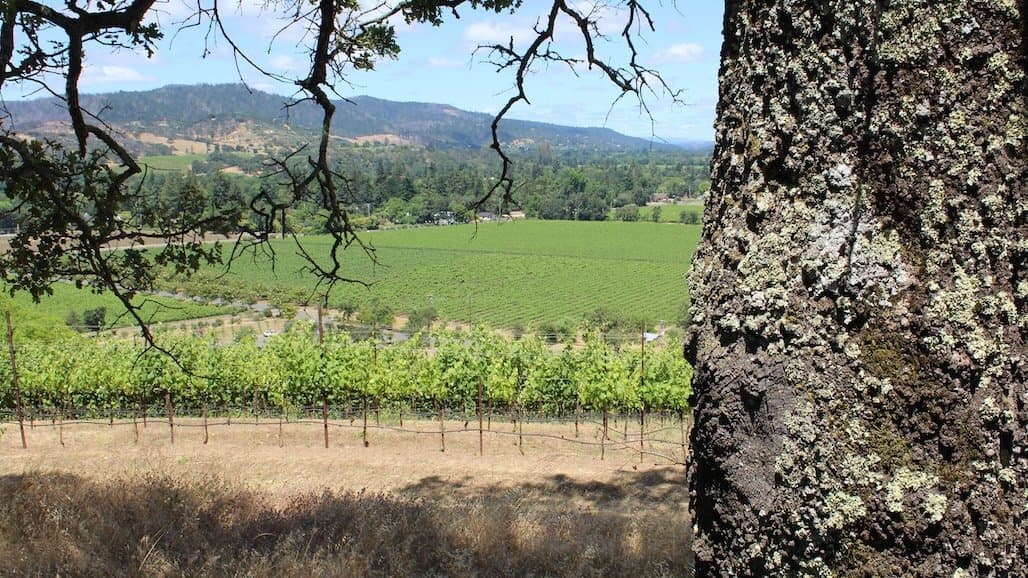 UCCE Advisor Chen Works for Resilient Future for Viticulture in Northern California