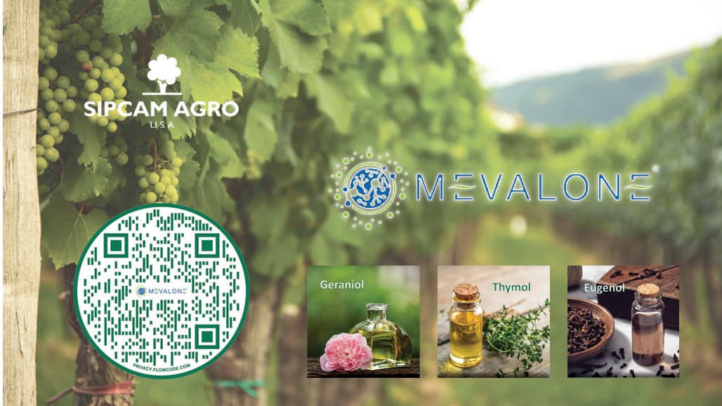 Mevalone®: The Biorational Solution to Bunch Rot in Grapes
