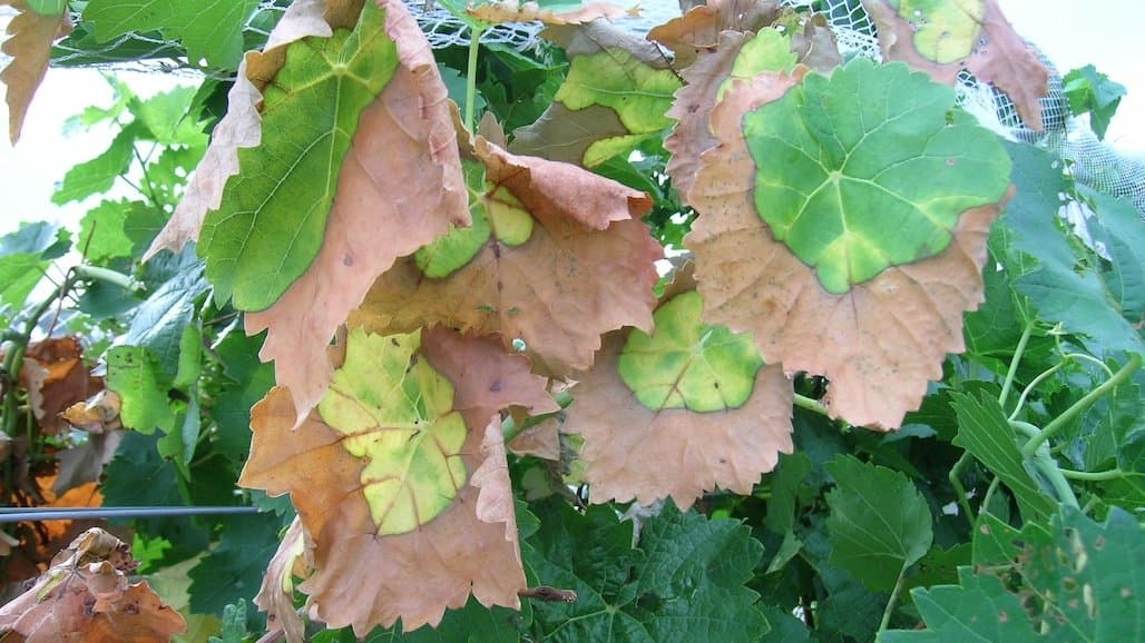 Pierce’s Disease Investment Saves Wine Grape Growers $56M Annually