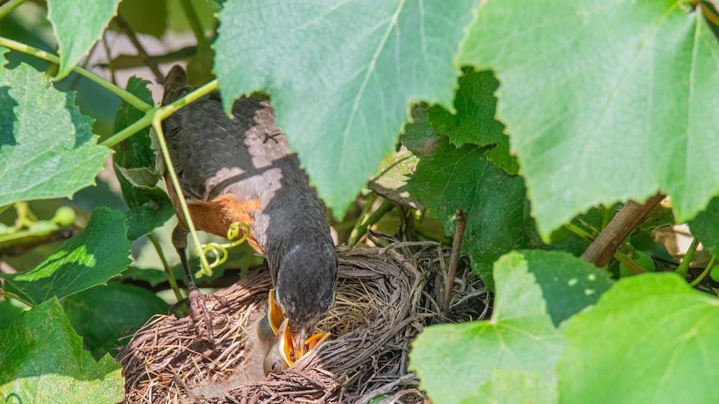 Seeking Vineyard Collaborators for Biodiversity Research in Michigan