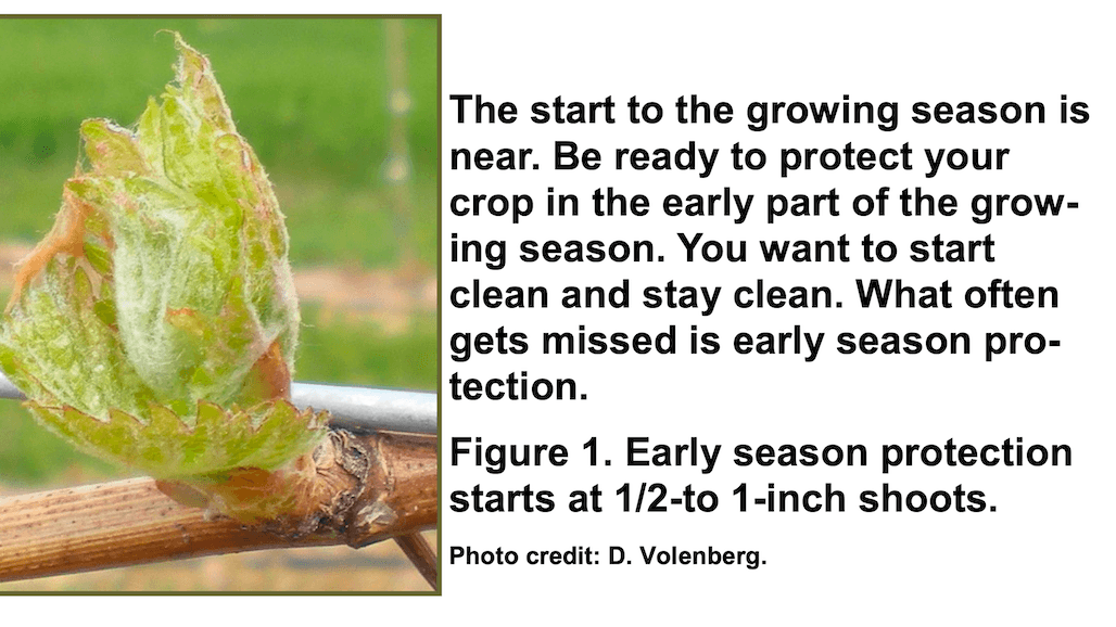Protect Vines Against Phomopsis Cane and Leaf Spot