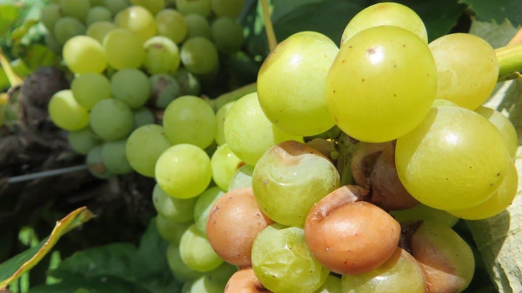 Plan Now for Managing Sour Rot