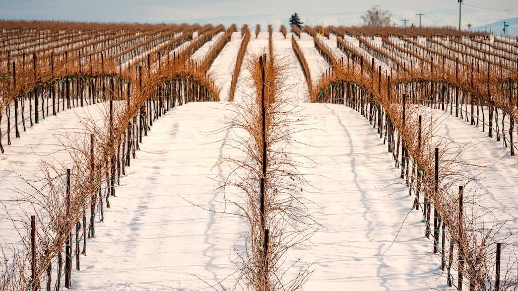 Assessing Michigan Grapevine Cold Hardiness February-March 2025