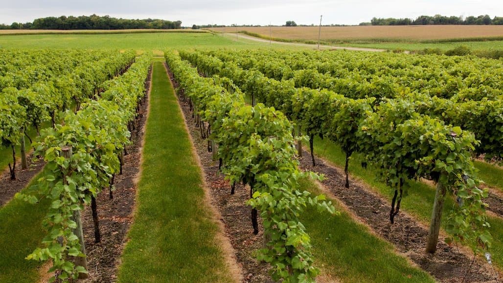 University of Minnesota Extension Resources for Vineyard Pest Management