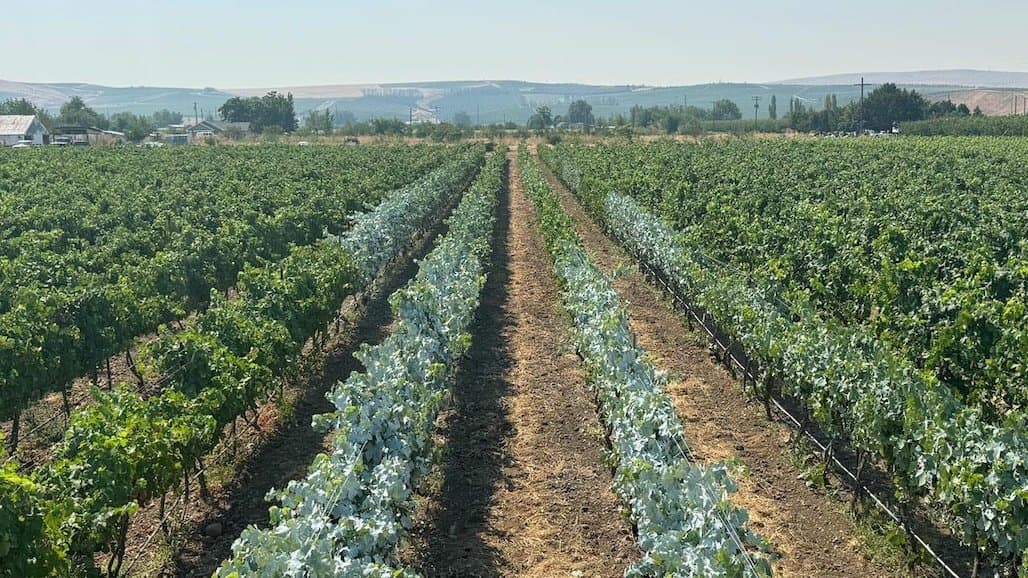 OSU Helps Umatilla County Grape Growers Adapt to Climate