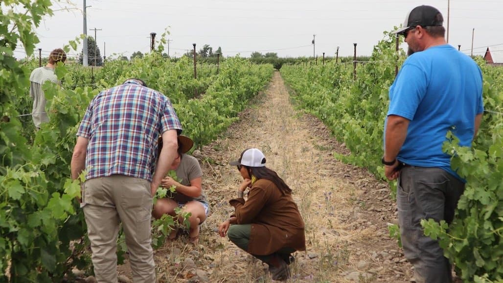 VIT TECH Boosts Viticulture Practices, Education and Adoption