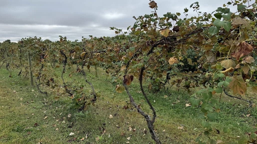 The Evolution of Michigan Viticulture and Pruning Systems