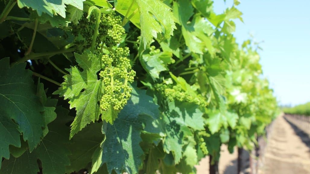 Immediate Pre-Bloom: Critical Period of Disease Management
