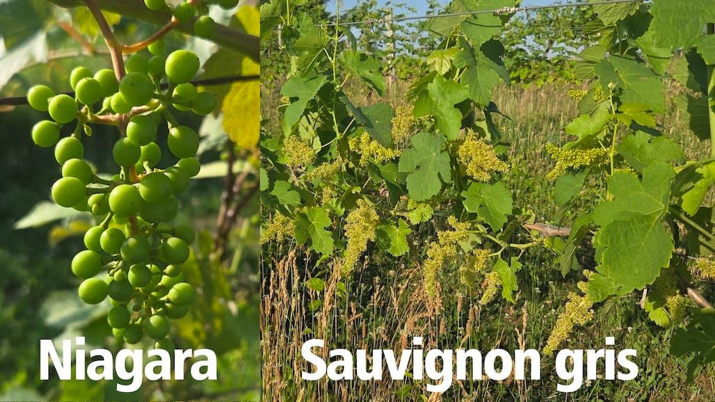 Michigan State University Extension Grape Update