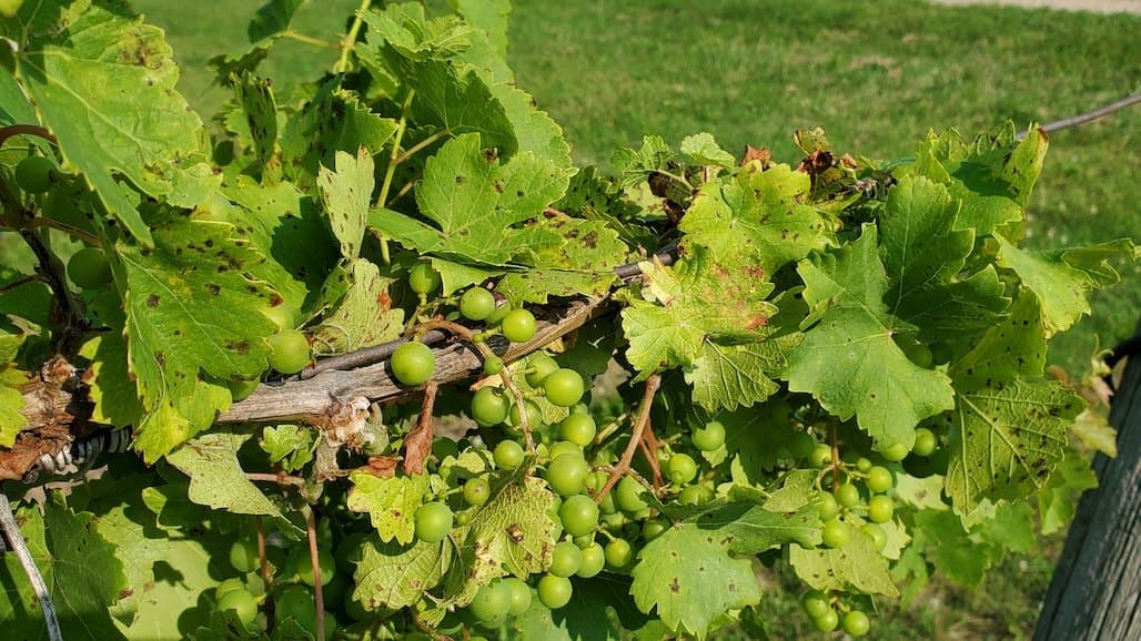 What Are Those Speckles on My Grape Leaves?