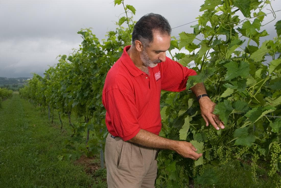 Northeastern Regional Cultivar Tasting with Dr. Joe Fiola