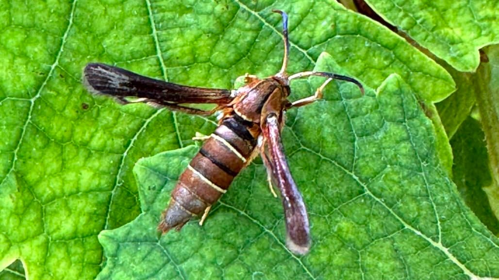 Preparations for Grape Root Borer in Georgia