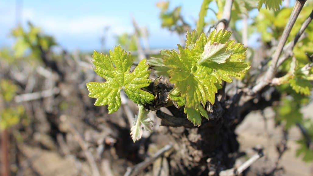 University of Minnesota Extension on Training Young Grapevines