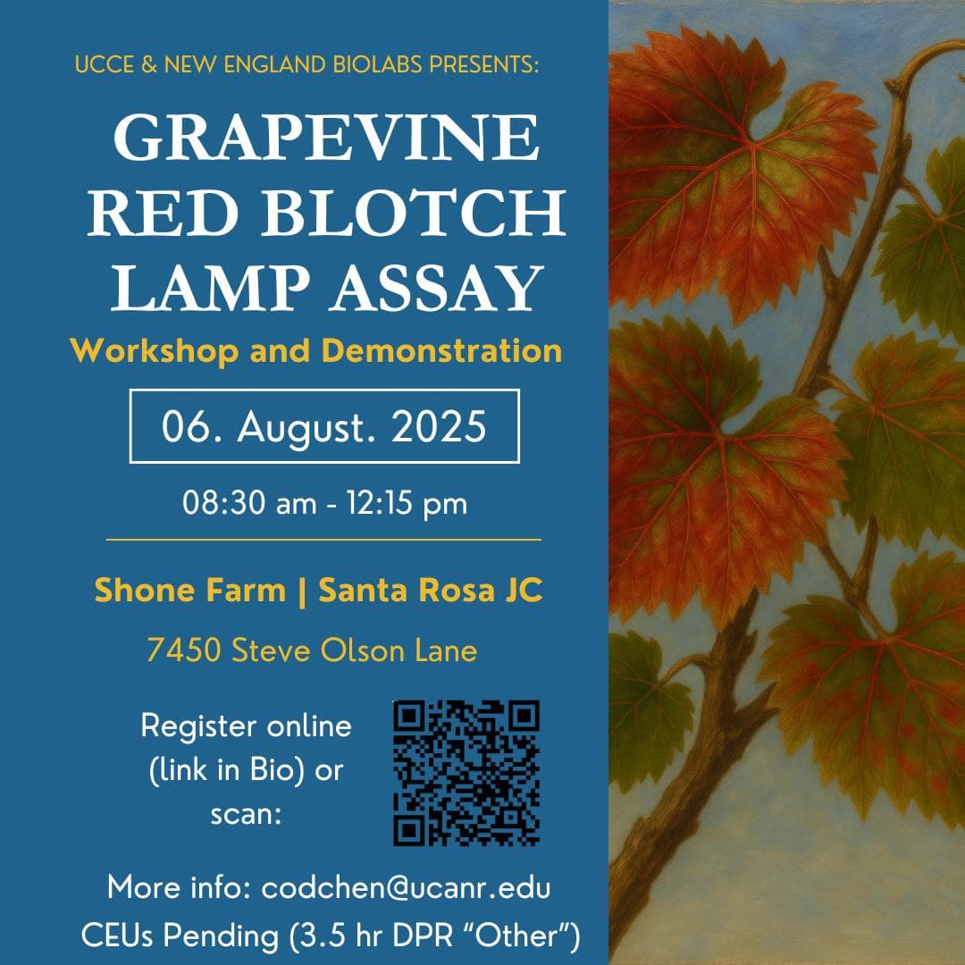 Grapevine Red Blotch Lamp Assay Workshop & Demo