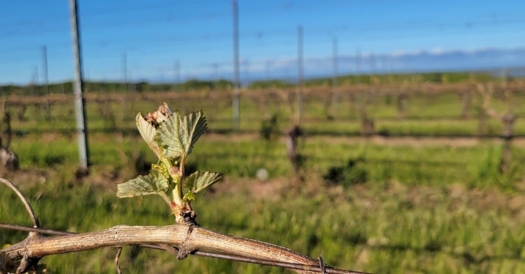 Michigan Viticulture Field Day and Michigan Enology Experience