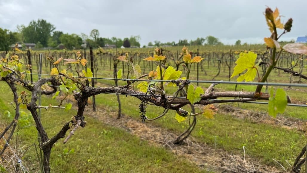 Michigan State University Viticulture Extension Crop Update