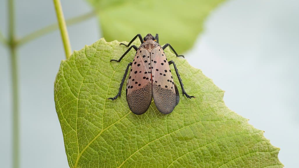Spotted Lanternfly Management and Pesticide Safety