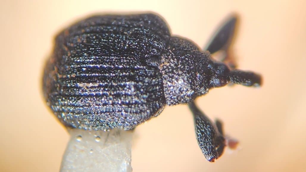 Eastern Grape Growers Mistake This Weevil for Grape Curculio