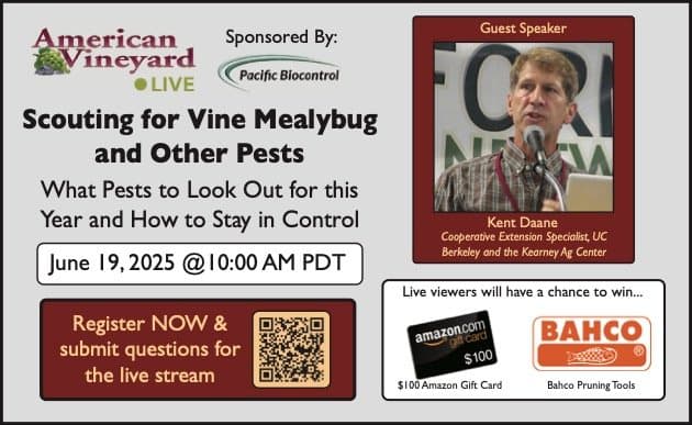 American Vineyard Live: Scouting for Vine Mealybug & Other Pests