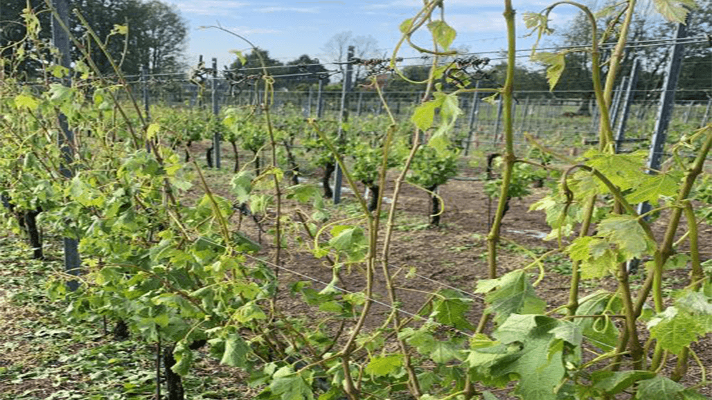 Comprehensive Management Strategies for Vineyards after Hailstorms