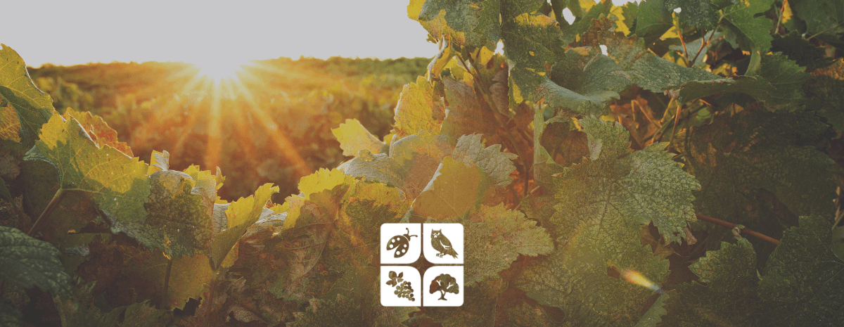 Supporting Vineyard Biodiversity with Native Plants & Pollinators