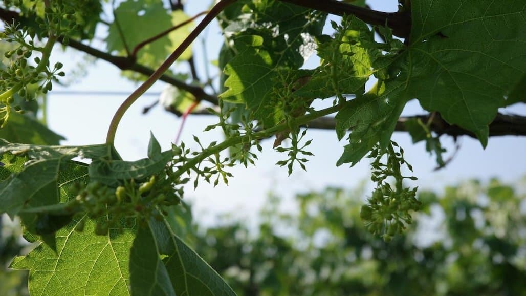 Ohio State University Extension Vineyard Update