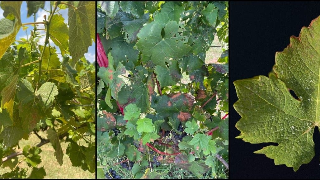 Improving the Utility of Sulfur for Grapevine Powdery Mildew Management