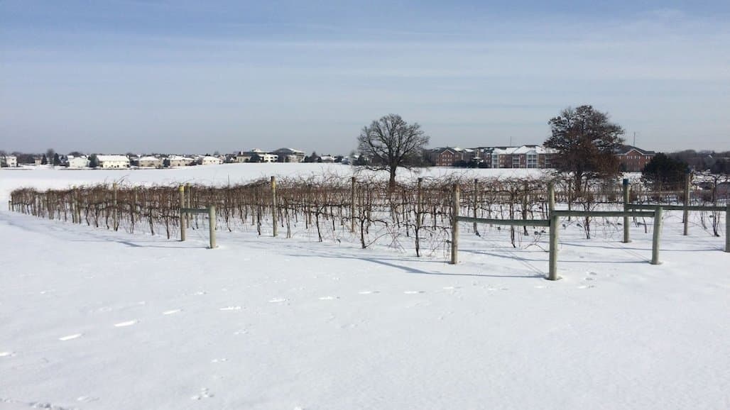 Understanding  Grapevine Trellis “Anatomy” for Cold Climate Grape Establishment