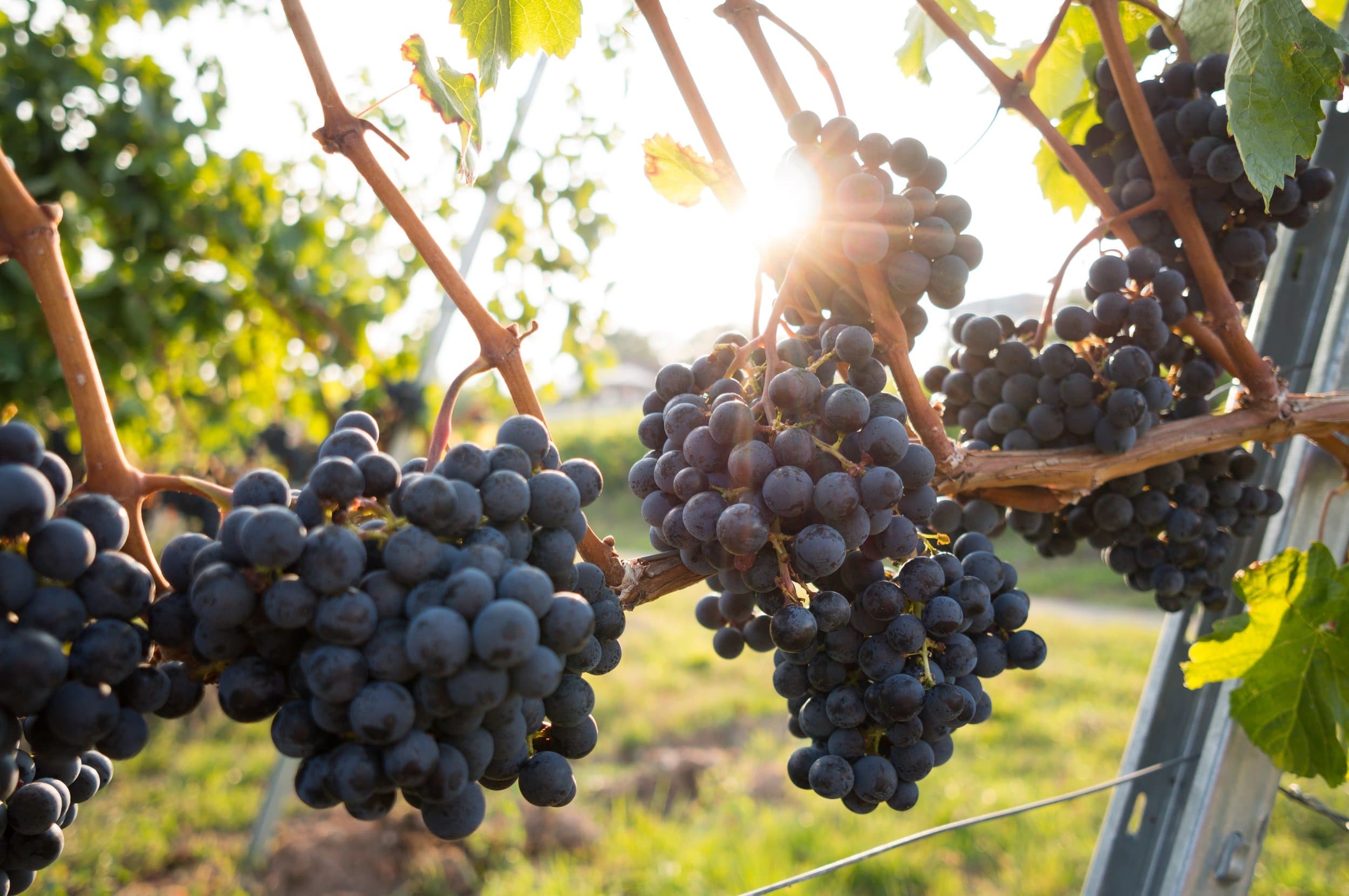 North Carolina Preharvest Workshop Monday, June 30th