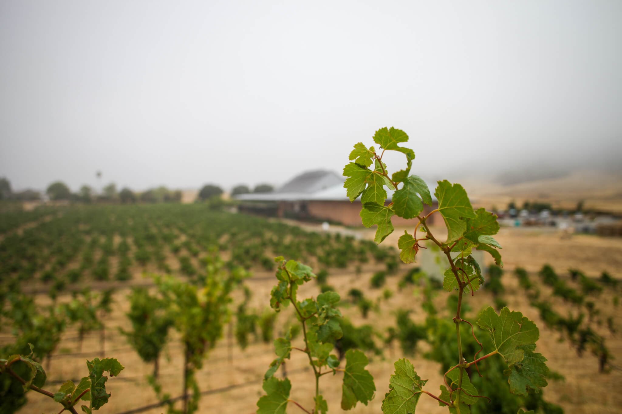 SCVTG Meeting: Practical Implementation of the Vineyard Order