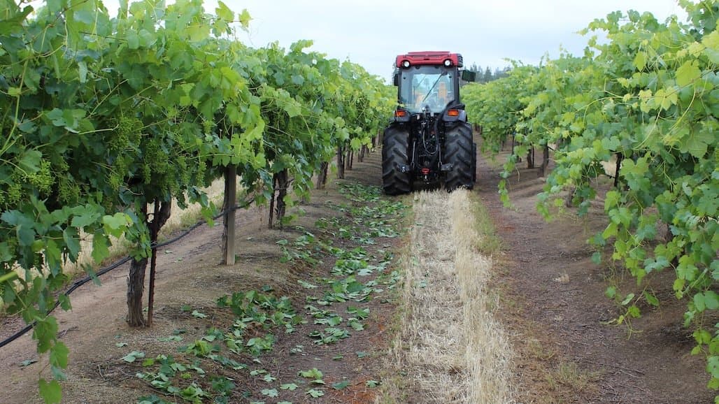 Michigan State Leads Canopy Innovation in Cool-Climate Viticulture