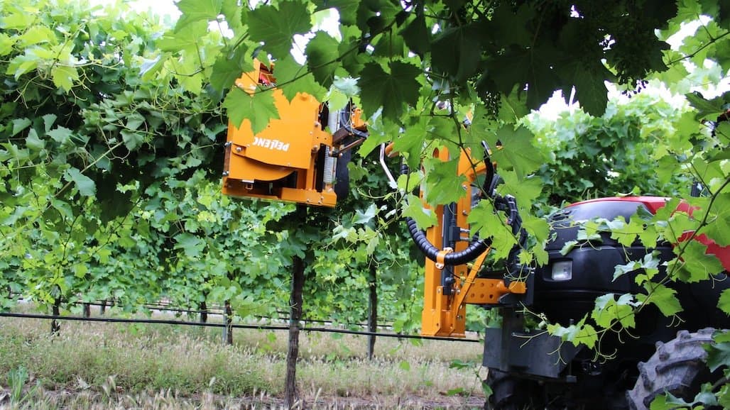 Early Hedging for Healthier Canopies and Better Ripening in Cool Climates