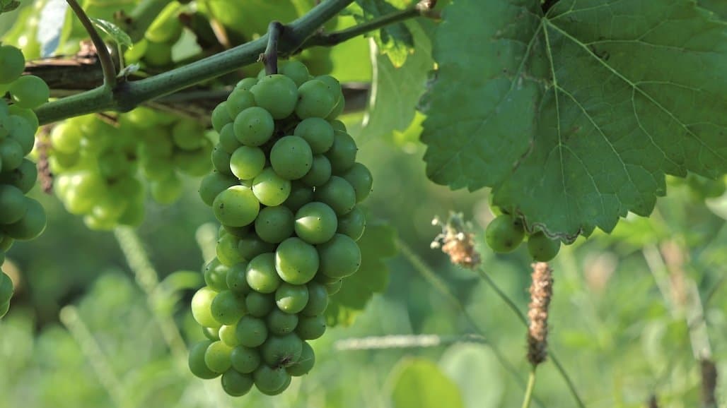 Michigan State University Extension Grape Crop Update