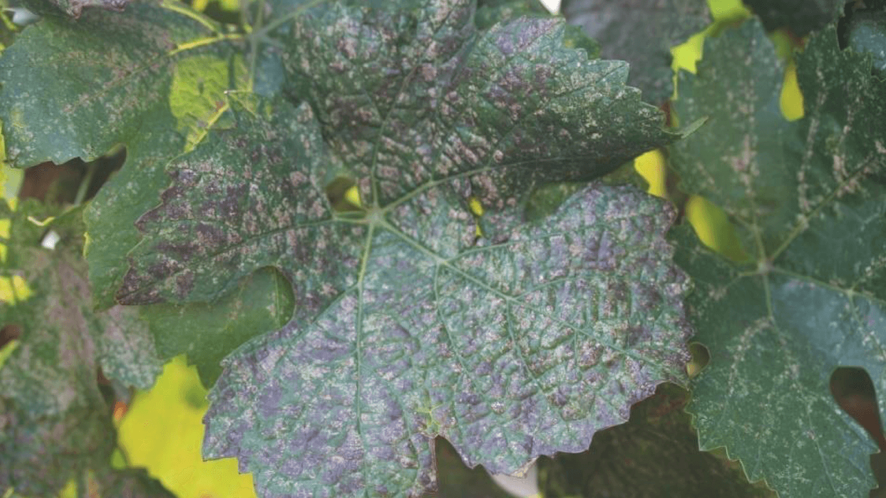 Minimizing Vineyard Pest Risks During Cropping and Harvest