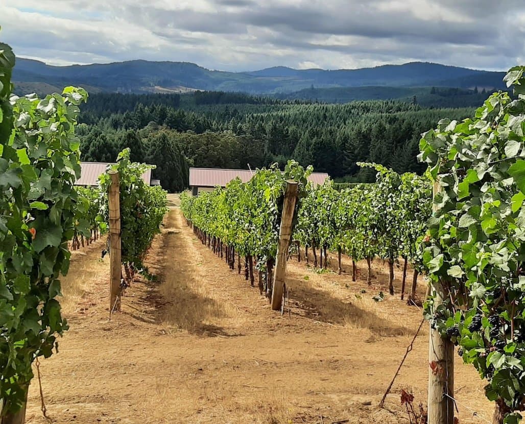 Oregon State University Rootstock Trial Open House