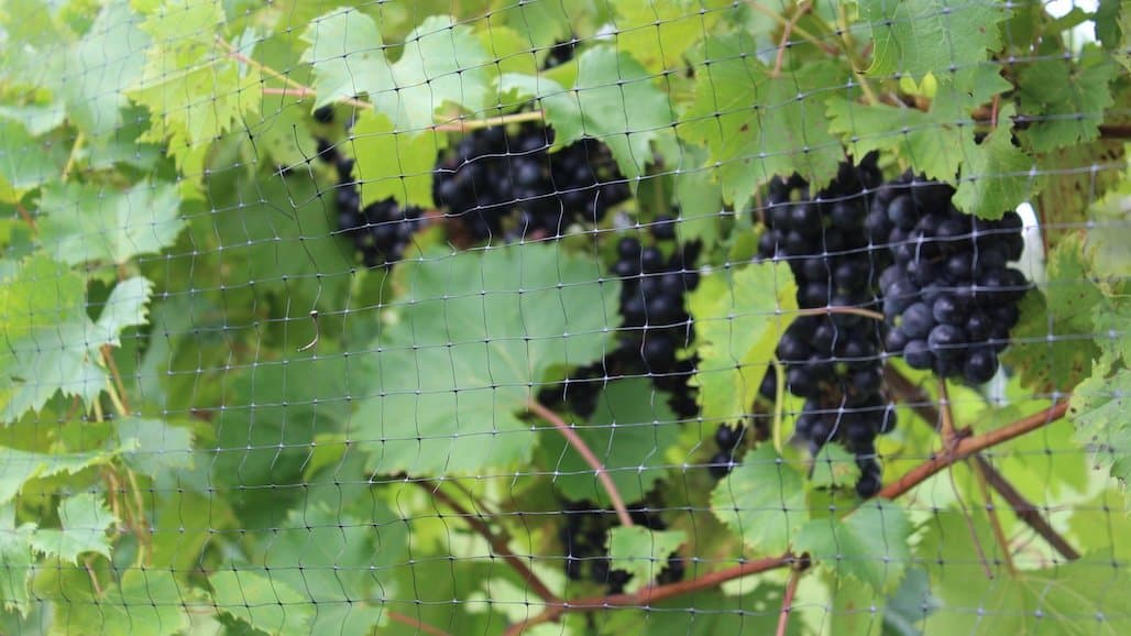 Keep Birds Out: Vineyard Netting Options and Other Deterrents