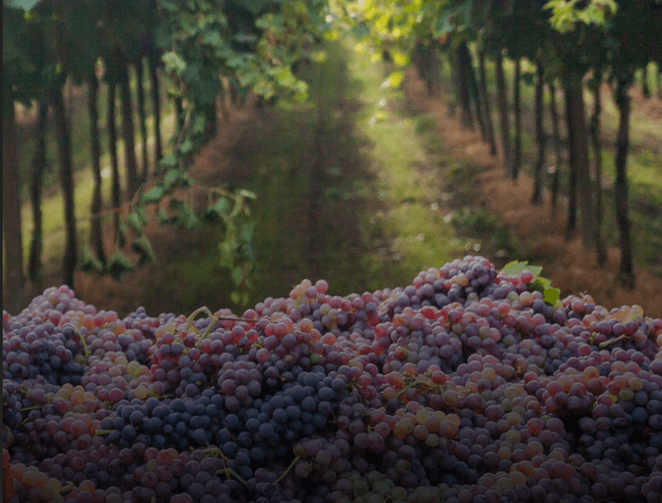 Texas Grape Camp